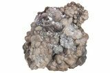Fossil Crinoid (Actinocrinites) - Crawfordsville, Indiana #215815-2